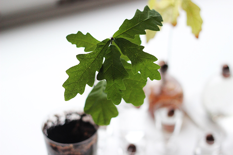 How to grow mini oaks